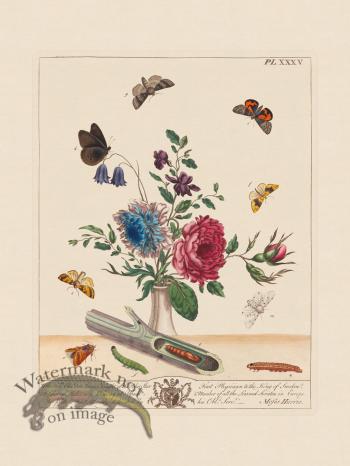 Moses Harris Insects 35